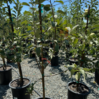 粉红珍珠苹果 Pink Pearl Apple