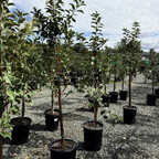 粉红珍珠苹果 Pink Pearl Apple