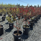 紫薇 Pink Velour®️ Crape Myrtle