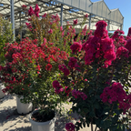 紫薇 Pink Velour®️ Crape Myrtle