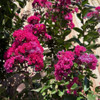 紫薇 Pink Velour®️ Crape Myrtle