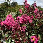 紫薇 Pink Velour®️ Crape Myrtle
