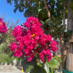 紫薇 Pink Velour®️ Crape Myrtle