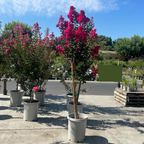 紫薇 Pink Velour®️ Crape Myrtle