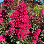 紫薇 Pink Velour®️ Crape Myrtle