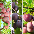 李子树-四合一 Plum