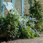 Royal Cape® Plumbago