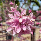 红霞海棠 Prairifire Flowering Crabapple