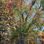 红霞海棠 Prairifire Flowering Crabapple