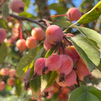 红霞海棠 Prairifire Flowering Crabapple