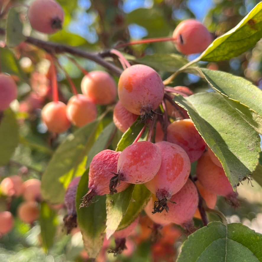 红霞海棠 Prairifire Flowering Crabapple
