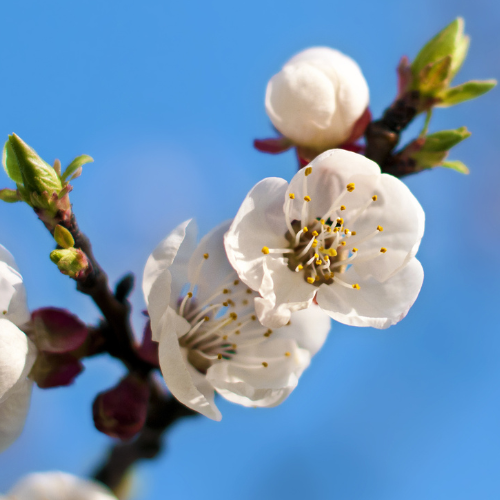 European plum-sweet prune