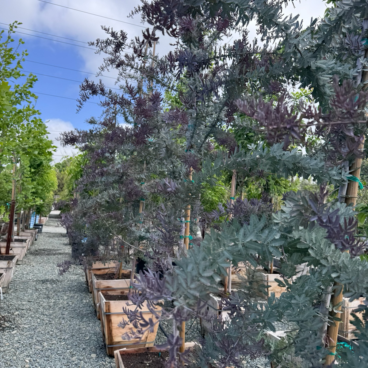 金合欢 Purple Bailey Acacia