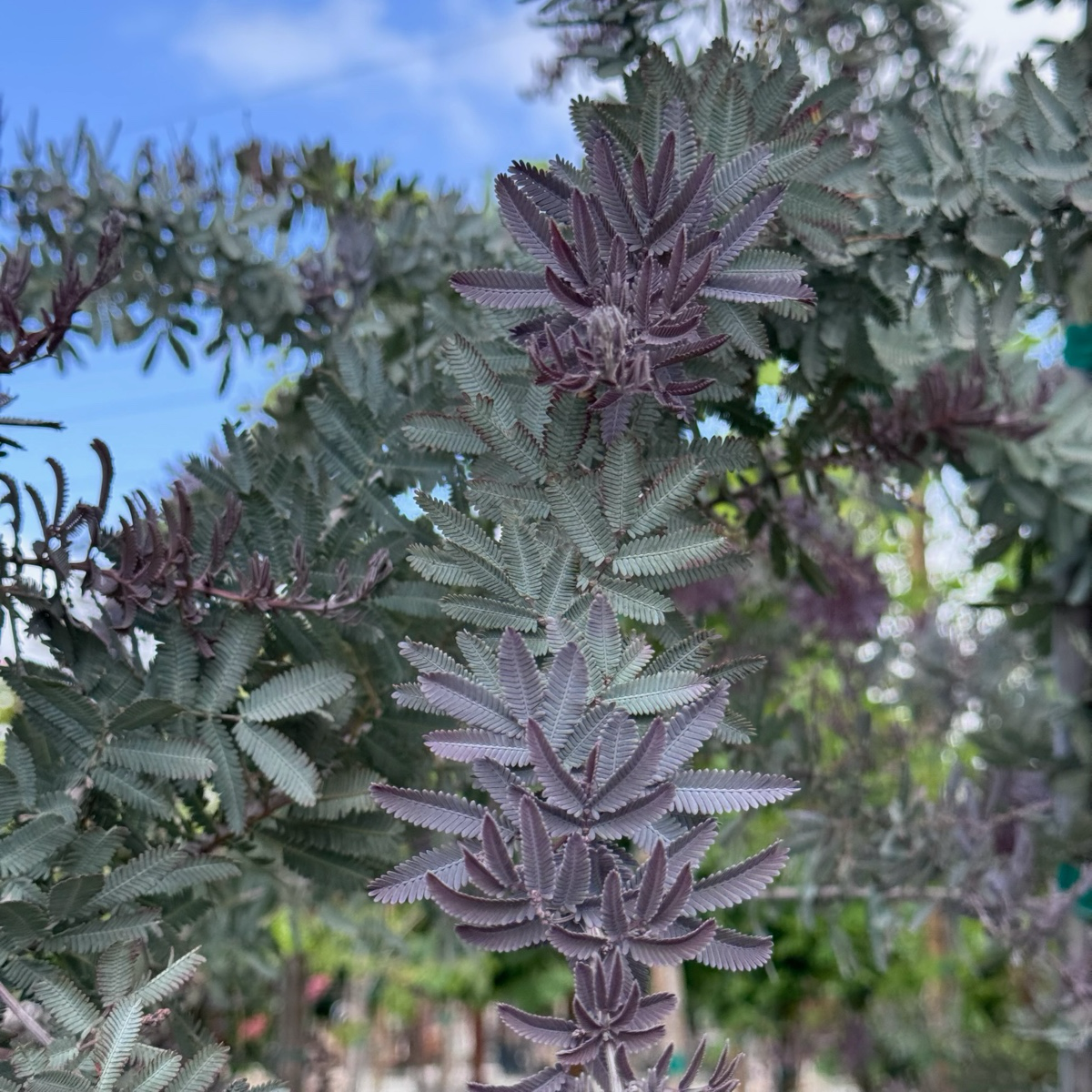 金合欢 Purple Bailey Acacia