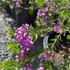 窄叶远志 Purple Broom