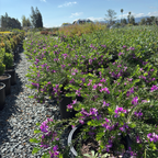 窄叶远志 Purple Broom