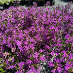 蓝扇花 Purple  Fan Flower