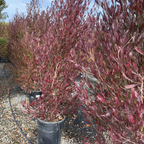 迎客豆 Purple Leaved Hopseed Bush