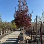 迎客豆 Purple Leaved Hopseed Bush