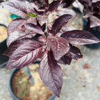 紫叶李 Purple Pony Flowering Plum