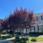 紫叶李 Purple Pony Flowering Plum