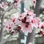 紫叶李 Purple Pony Flowering Plum