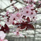 紫叶李 Purple Pony Flowering Plum