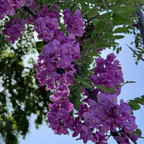 刺槐 Purple Robe Black Locust