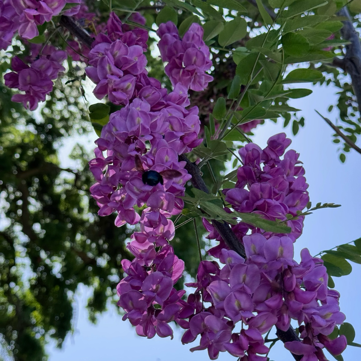 刺槐 Purple Robe Black Locust