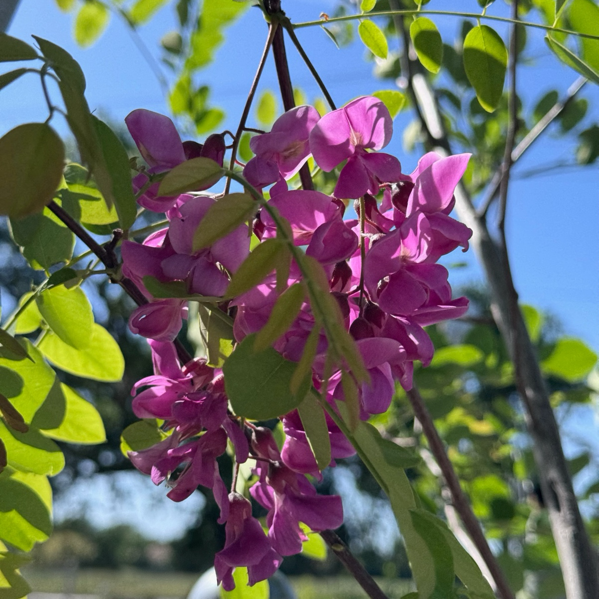 刺槐 Purple Robe Black Locust