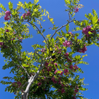 刺槐 Purple Robe Black Locust