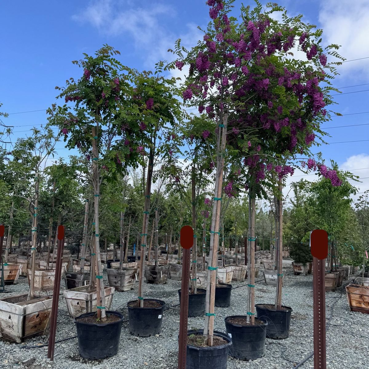 刺槐 Purple Robe Black Locust