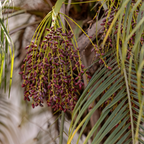 江边刺葵 Pygmy Date Palm