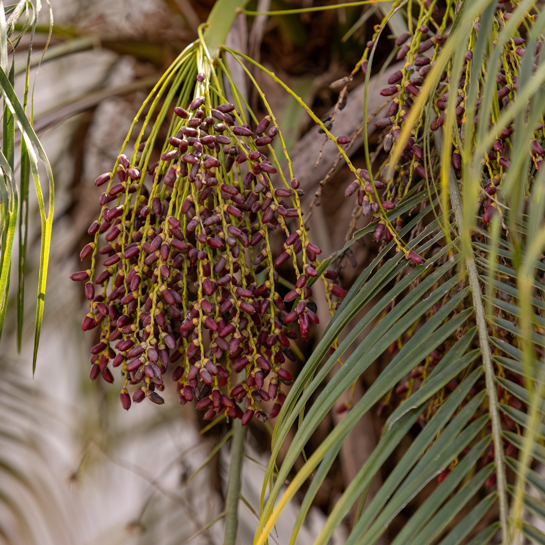 江边刺葵 Pygmy Date Palm