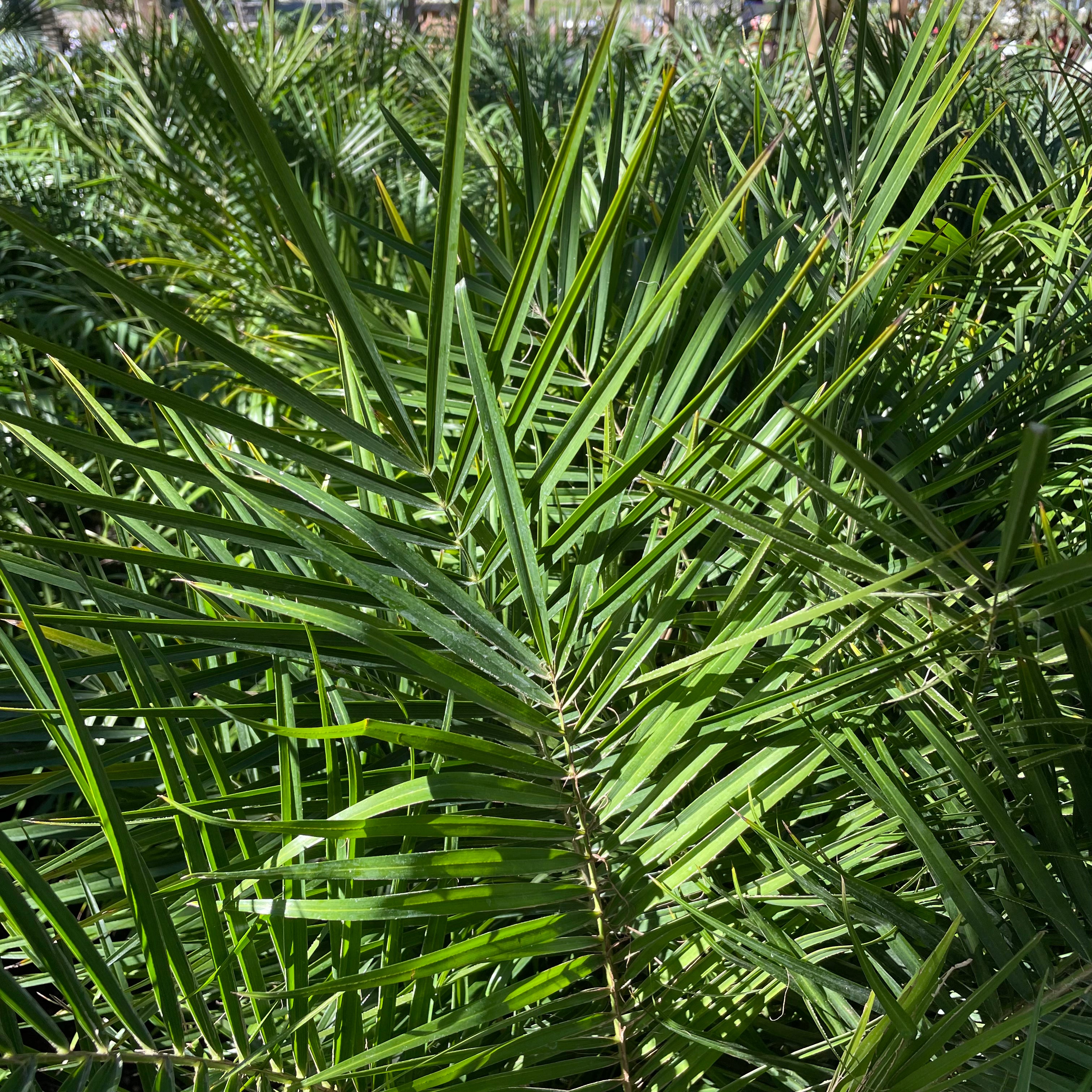 江边刺葵 Pygmy Date Palm