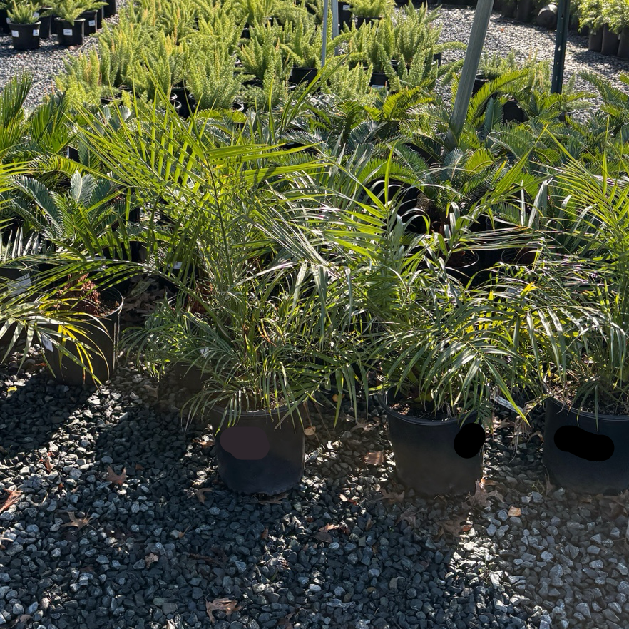 江边刺葵 Pygmy Date Palm
