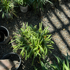 百子莲 Queen Anne Lily of the Niie