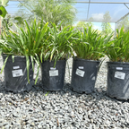 百子莲 Queen Anne Lily of the Niie