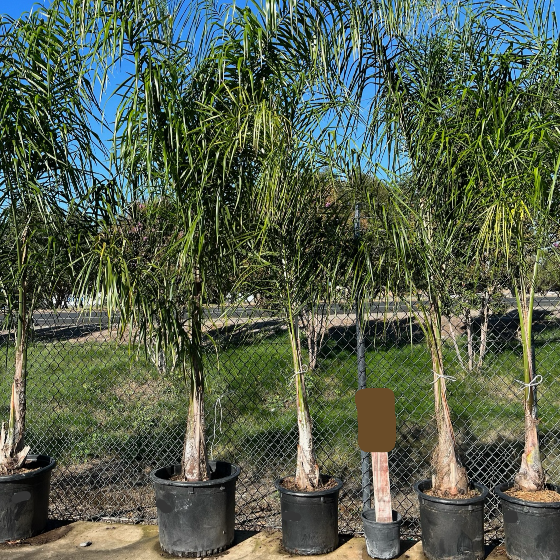 女王椰棕榈 Queen  Palm