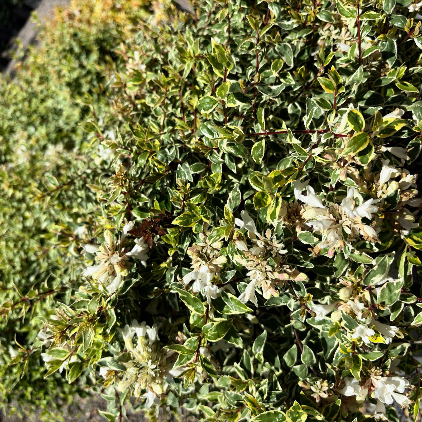 六道木 Radiance Glossy Abelia