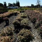 六道木 Radiance Glossy Abelia