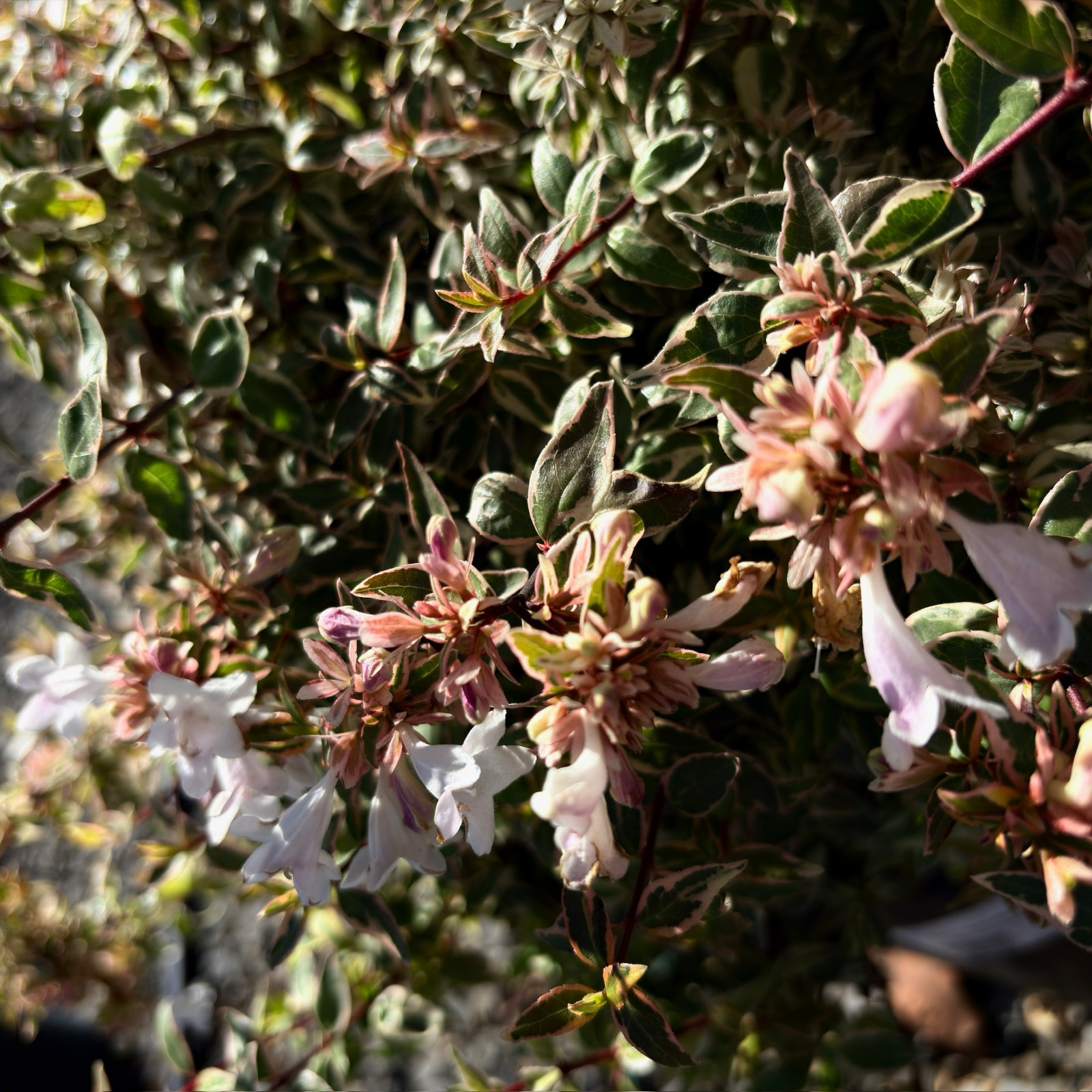 六道木 Radiance Glossy Abelia