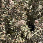 六道木 Radiance Glossy Abelia