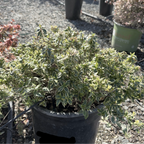 六道木 Radiance Glossy Abelia