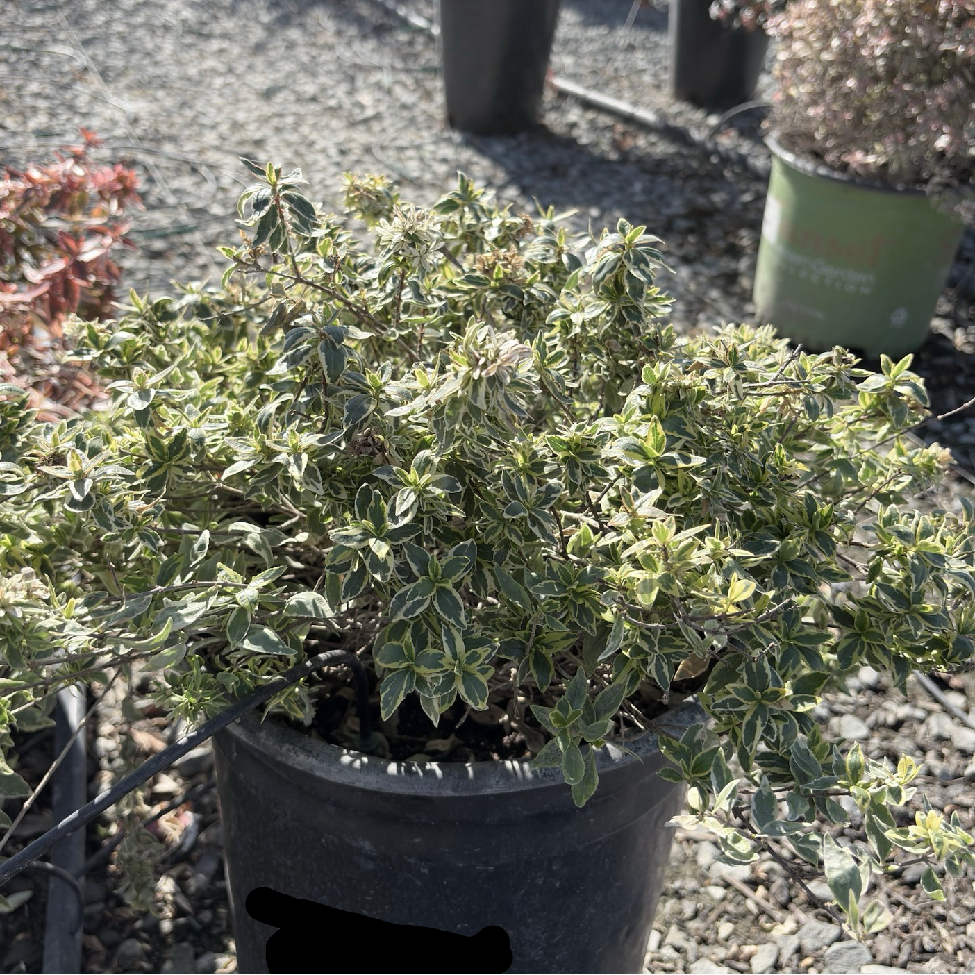 六道木 Radiance Glossy Abelia