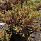 镜面木 Rainbow Surprise Mirror Plant