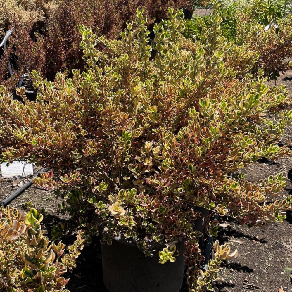 镜面木 Rainbow Surprise Mirror Plant