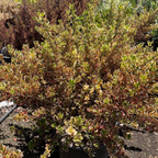 镜面木 Rainbow Surprise Mirror Plant