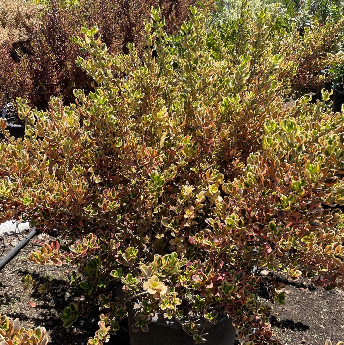 镜面木 Rainbow Surprise Mirror Plant
