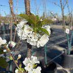 雷尼尔甜樱桃 Rainier Cherry